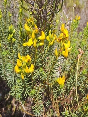 Cyclopia genistoides