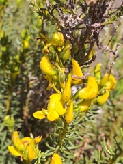 Cyclopia genistoides