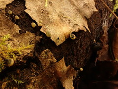 Holwaya mucida