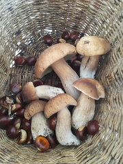 Boletus reticulatus