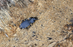 Abax parallelepipedus