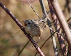 Cistothorus stellaris