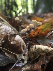 Marasmius bulliardii