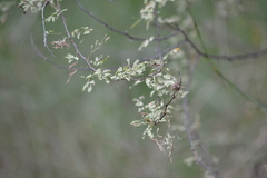 Prosopis glandulosa