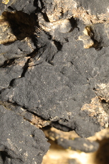Lichinaceae