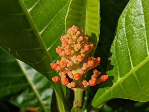 Image of Isertia haenkeana by (c) Attila Oláh, some rights reserved (CC BY)
