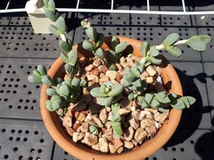 Corpuscularia lehmannii