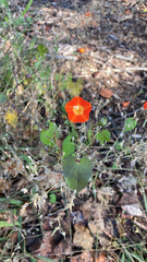 Ipomoea coccinea