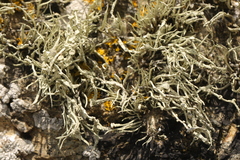 Ramalina cuspidata