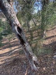 Eucalyptus cladocalyx