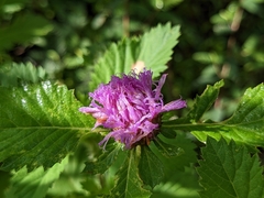 Centratherum punctatum