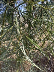 Eucalyptus cladocalyx