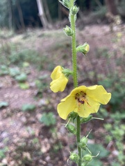 Verbascum virgatum