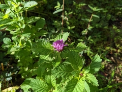 Centratherum punctatum