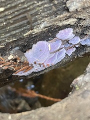 Punctularia atropurpurascens