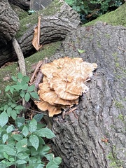 Laetiporus sulphureus