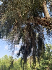 Eucalyptus cladocalyx