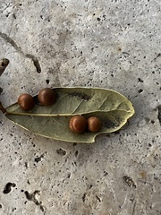 Belonocnema treatae