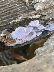 Punctularia atropurpurascens