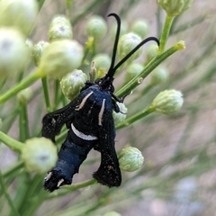 Hymenoclea palmii