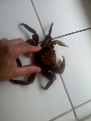 Leptograpsus variegatus