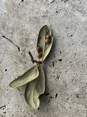 Belonocnema treatae