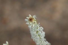 Stackhousia monogyna