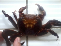 Leptograpsus variegatus