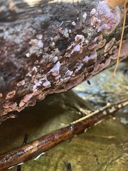 Punctularia atropurpurascens