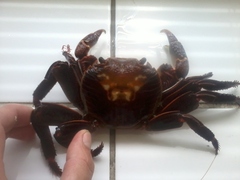 Leptograpsus variegatus