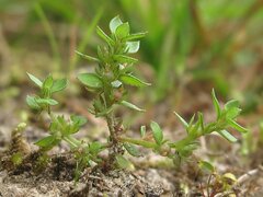 Lysimachia minima