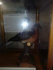 Ectopistes migratorius