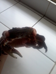Leptograpsus variegatus