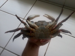 Leptograpsus variegatus