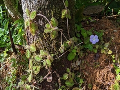 Episcia lilacina