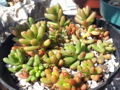 Sedum × rubrotinctum