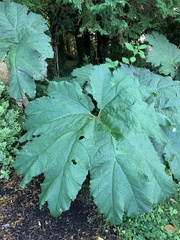 Gunnera
