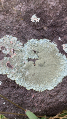 Flavoparmelia baltimorensis