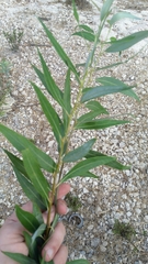 Salix alba