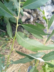 Salix alba