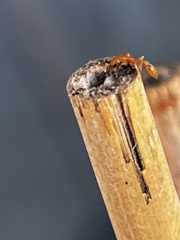 Pseudomyrmex pallidus