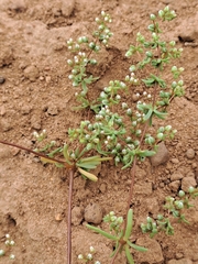 Adenogramma glomerata