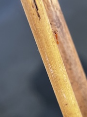 Pseudomyrmex pallidus