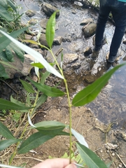 Salix alba