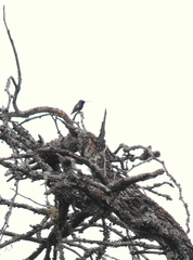 Heliomaster furcifer