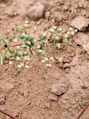 Adenogramma glomerata