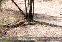 Crypturellus tataupa