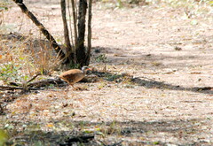 Crypturellus tataupa