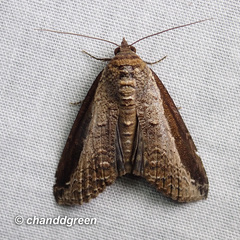 Lophoptera squammigera