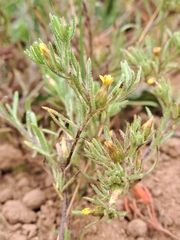 Rhynchopsidium sessiliflorum